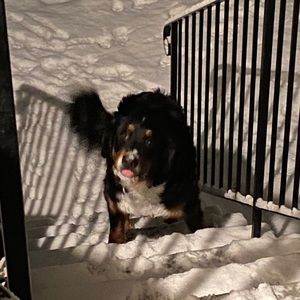 Meet your Posher, Justin